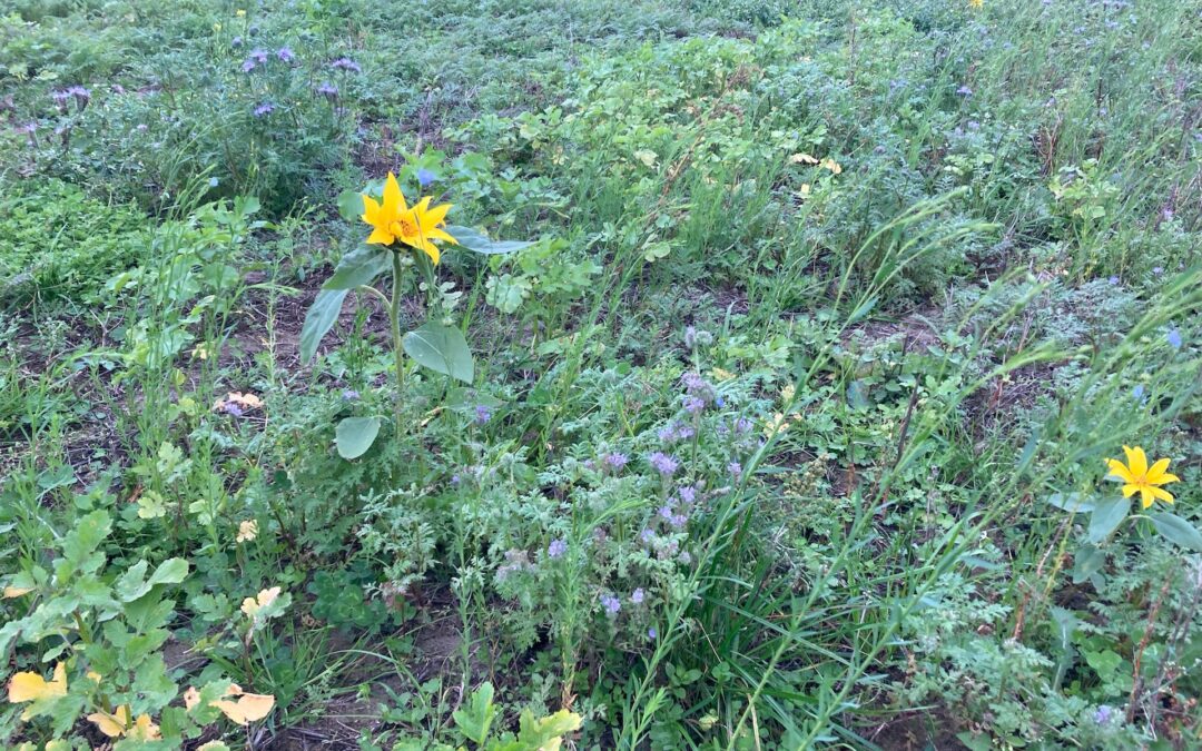 600 struiken fruit neergezet