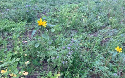 600 struiken fruit neergezet
