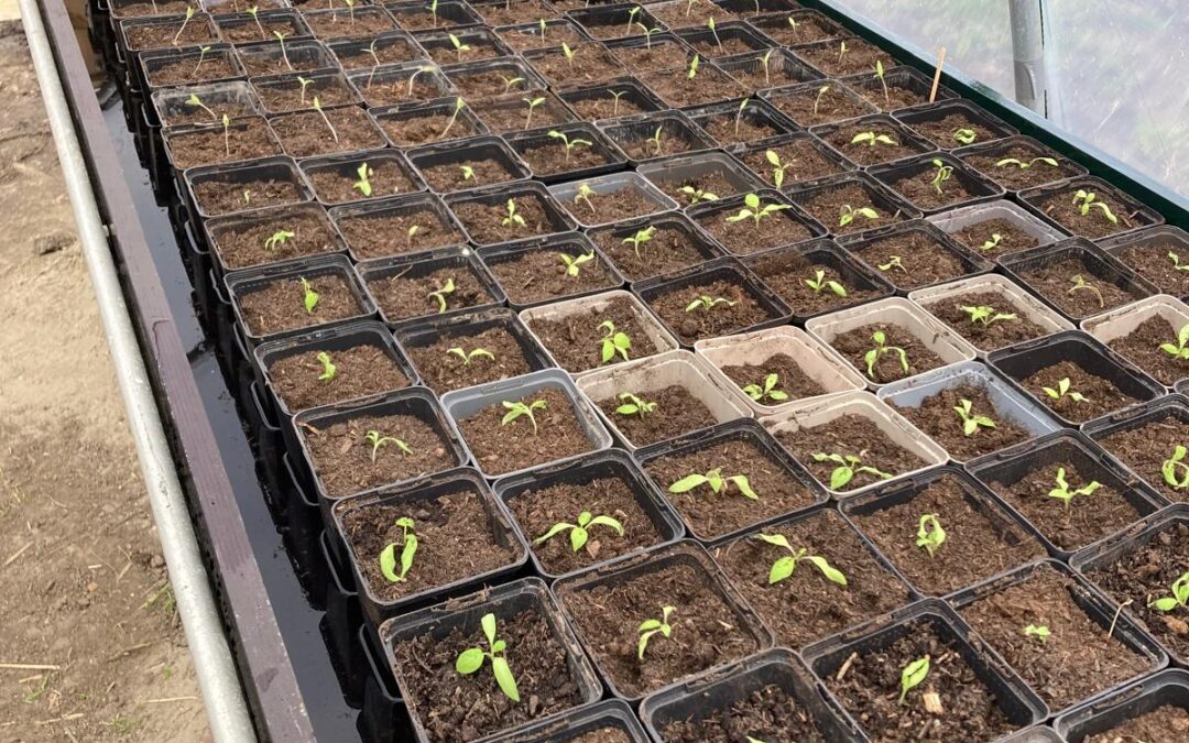 Wat zijn we soms toch aan het kloeteren