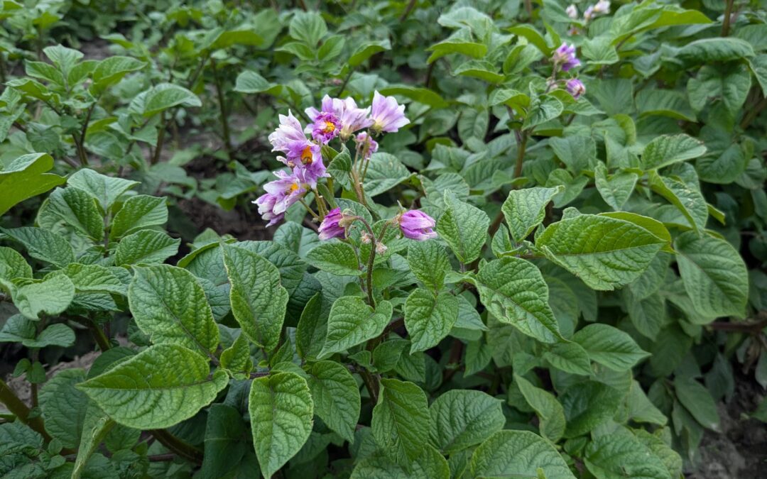 Alles groeit en bloeit