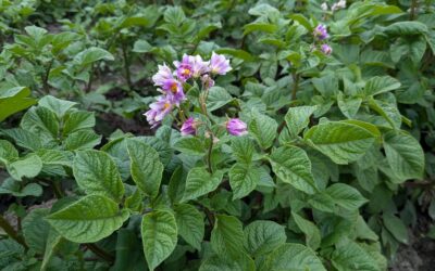 Alles groeit en bloeit