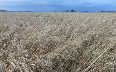 Bodemverbetering en biodiversiteit
