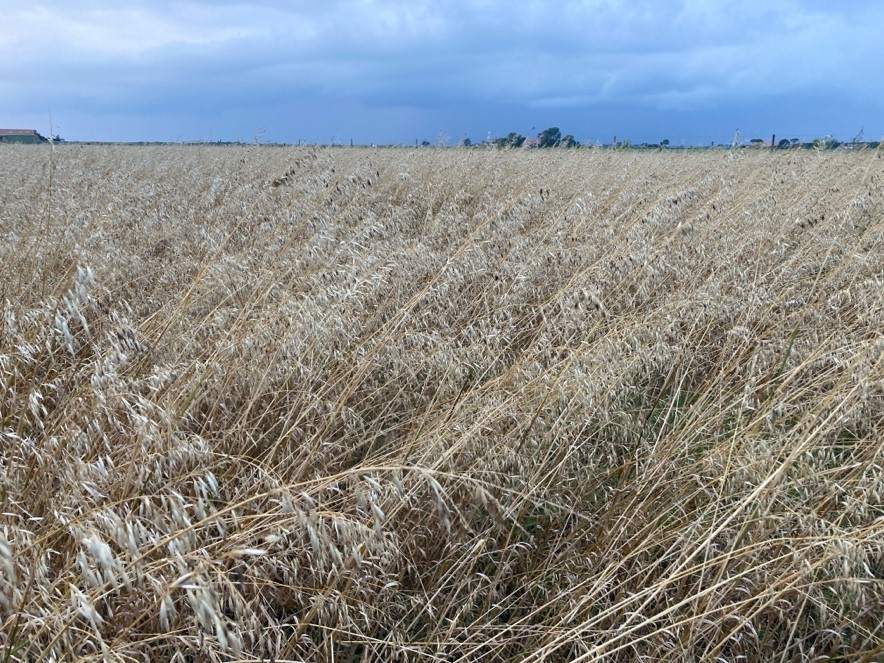 Bodemverbetering en biodiversiteit