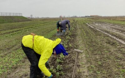 Boerenkool, spruitjes… het is winter