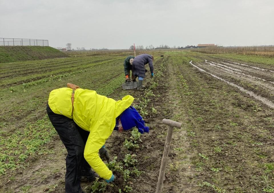 Boerenkool, spruitjes… het is winter