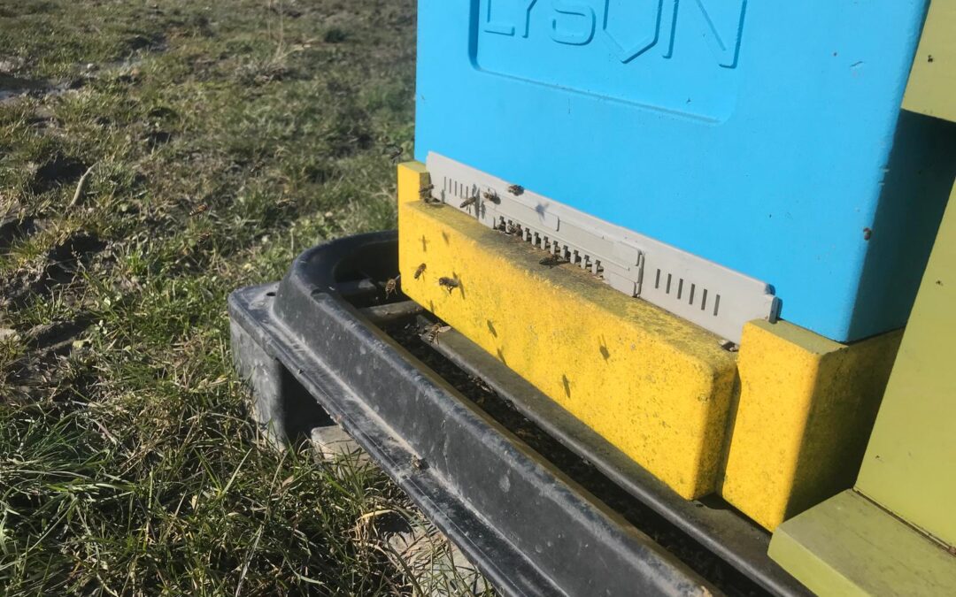 Kassen, wormen en bijen