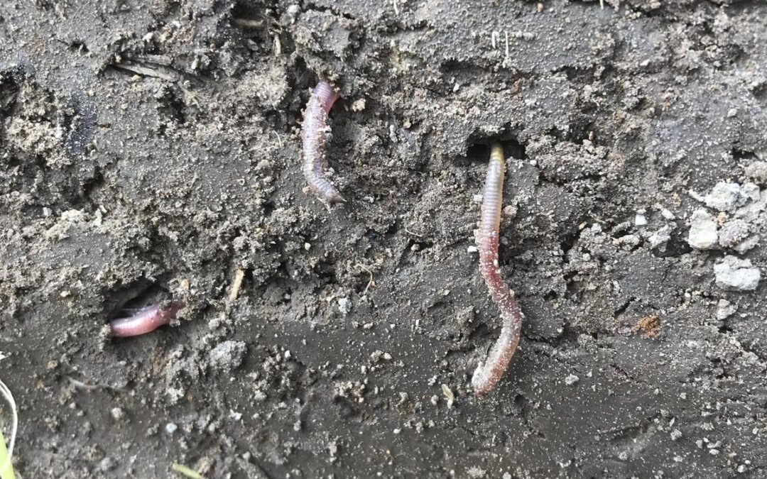 Aanschouwelijk onderwijs