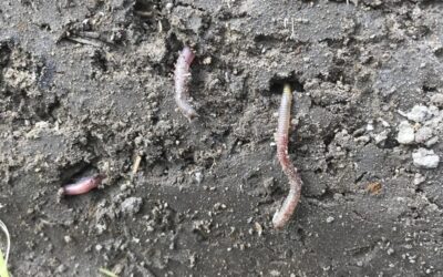 Aanschouwelijk onderwijs