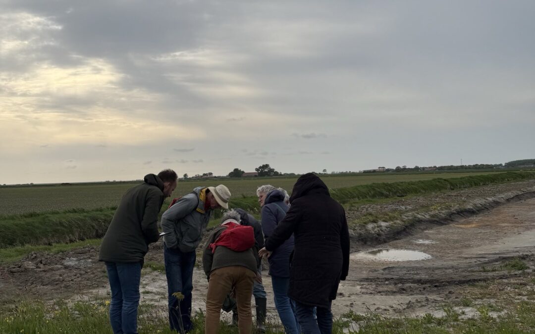 Goudknopje en zeekraal