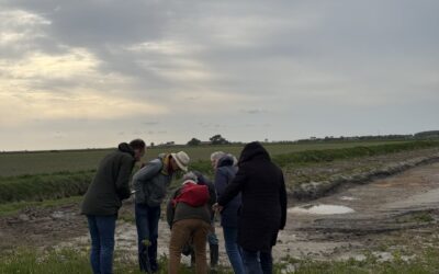 Goudknopje en zeekraal