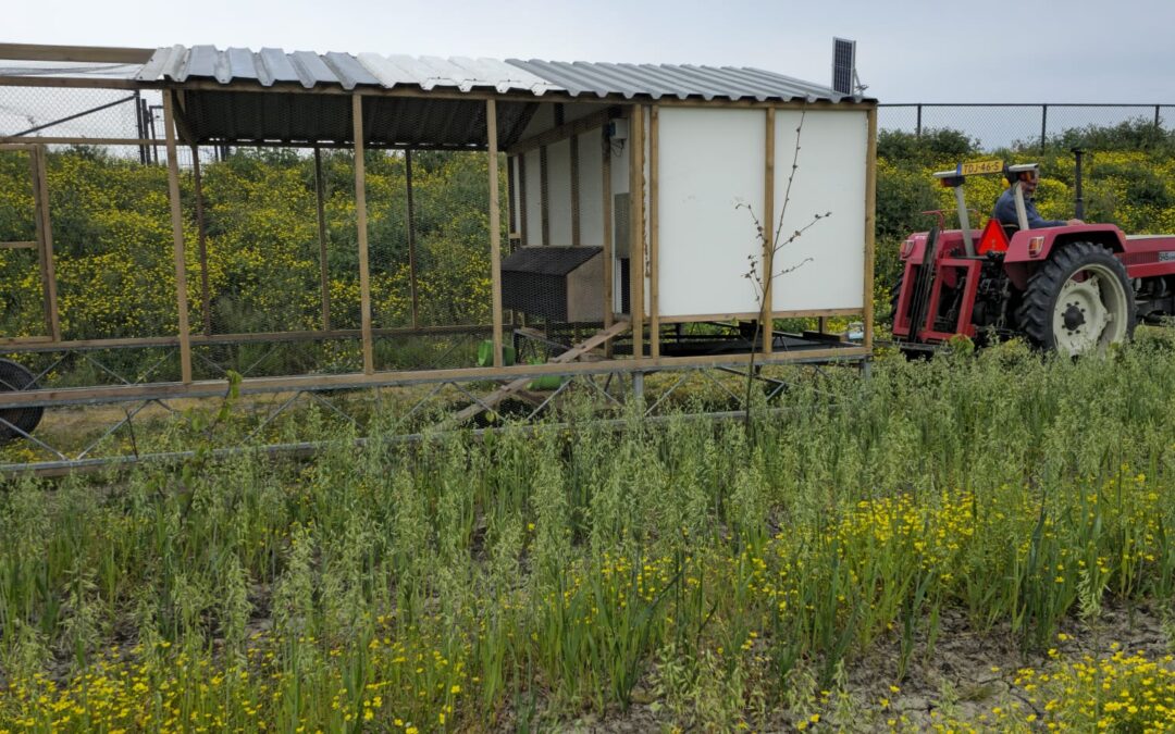 Nieuwe ren, nieuwe kippen