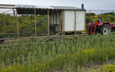 Nieuwe ren, nieuwe kippen