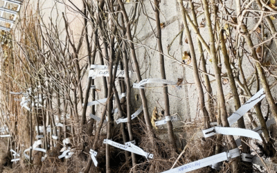 ZMf deelt boompjes uit