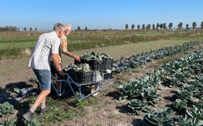 Een zonnige proefuitgifte